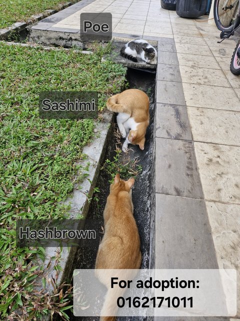 Hashbrown,sashimi (Male) &amp; Poe (Female) - Domestic Short Hair Cat