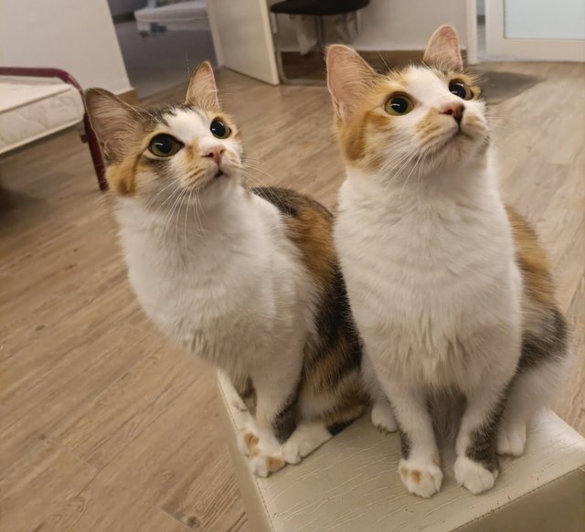 Yuanyuan/mianmian - Calico Cat