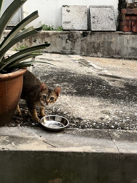 Jodi - Domestic Short Hair Cat