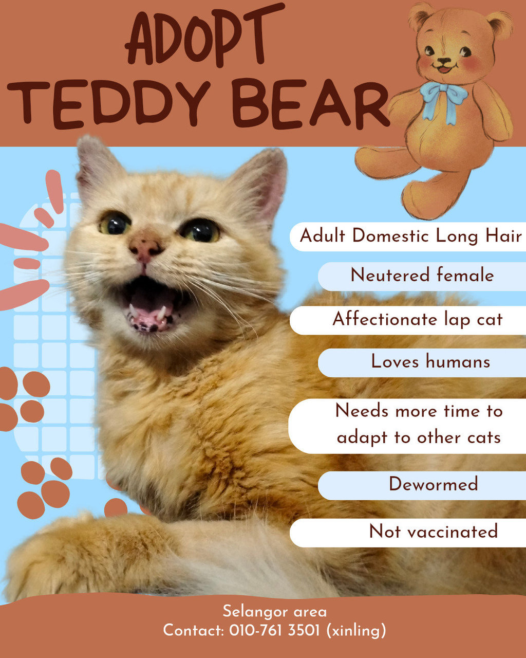 Teddy Bear - Domestic Long Hair Cat