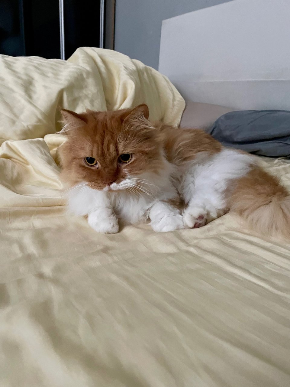 Munchy - Persian Cat