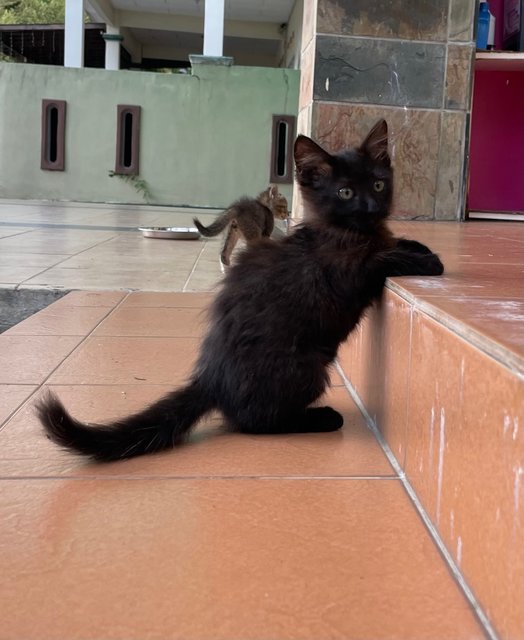 Blackie And Tabby - Domestic Long Hair + Domestic Short Hair Cat