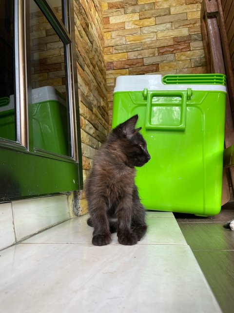 Blackie And Tabby - Domestic Long Hair + Domestic Short Hair Cat