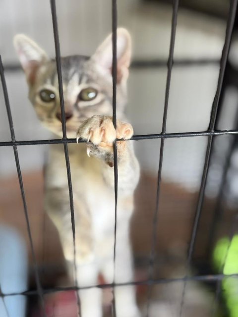 Lola, Batman, Brownie &amp; Snowy - Domestic Short Hair Cat