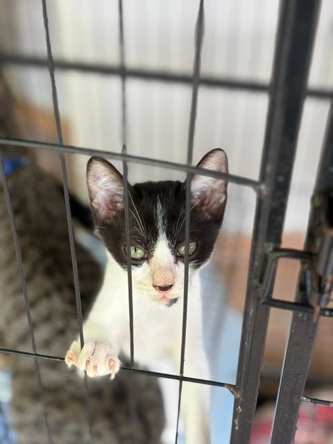 Lola, Batman, Brownie &amp; Snowy - Domestic Short Hair Cat