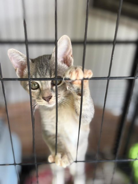 Lola, Batman, Brownie &amp; Snowy - Domestic Short Hair Cat