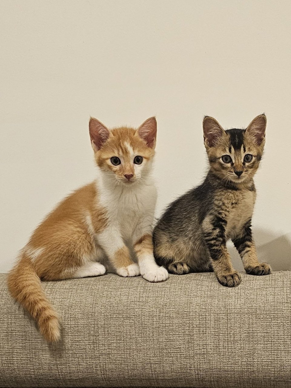 Kiki &amp; Katkat - Domestic Medium Hair + Tabby Cat