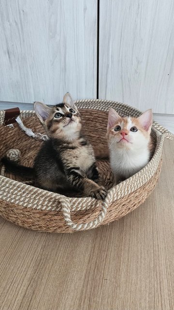 Kiki &amp; Katkat - Domestic Medium Hair + Tabby Cat