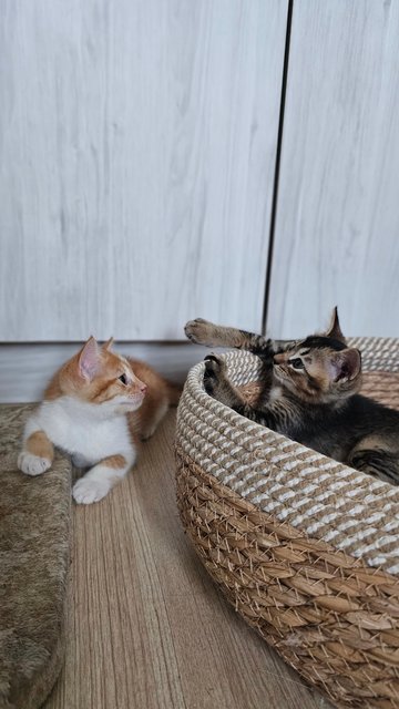 Kiki &amp; Katkat - Domestic Medium Hair + Tabby Cat