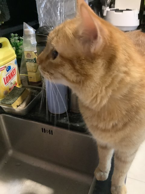 Mango - Domestic Short Hair Cat