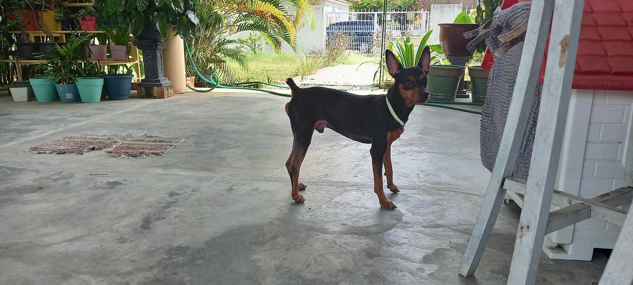 Max - Miniature Pinscher Dog