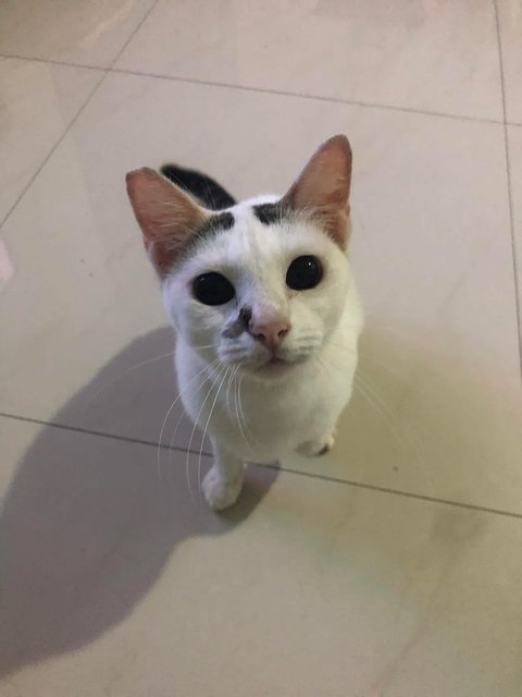 Soya Girl (Neutered) - Domestic Short Hair Cat