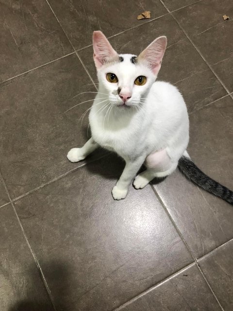 Soya Girl (Neutered) - Domestic Short Hair Cat