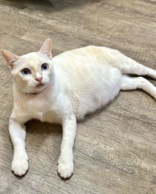 Forrest- Blue Eyed White Girl-in Penang  - Domestic Short Hair Cat