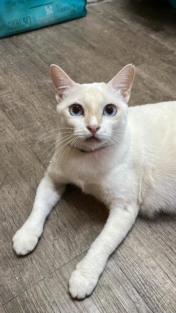 Forrest- Blue Eyed White Girl-in Penang  - Domestic Short Hair Cat