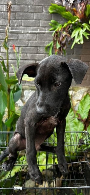 Male Labrador Mixed - Labrador Retriever Dog