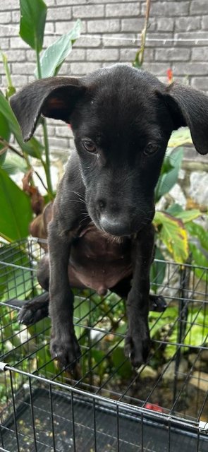 Male Labrador Mixed - Labrador Retriever Dog