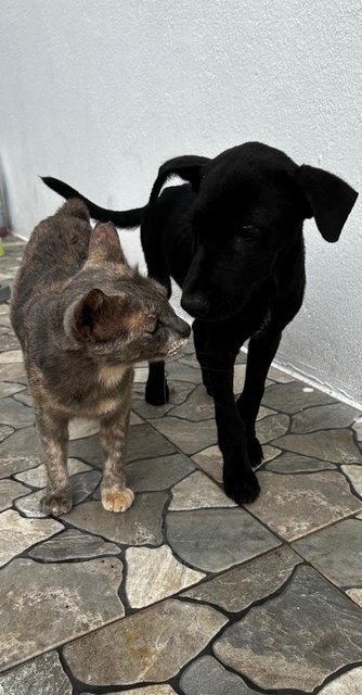 Male Labrador Mixed - Labrador Retriever Dog