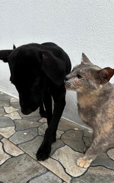 Male Labrador Mixed - Labrador Retriever Dog