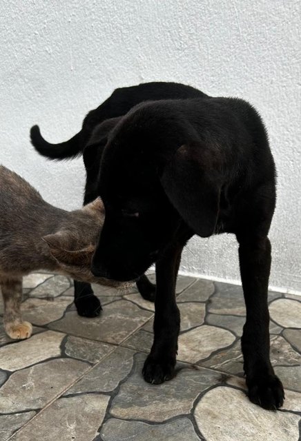 Male Labrador Mixed - Labrador Retriever Dog