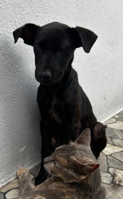 Male Labrador Mixed - Labrador Retriever Dog