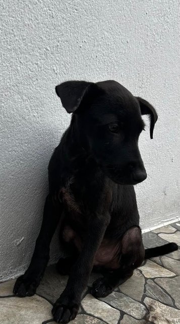 Male Labrador Mixed - Labrador Retriever Dog