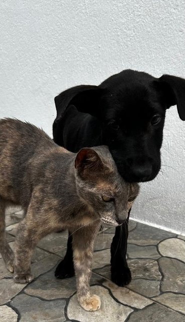 Male Labrador Mixed - Labrador Retriever Dog