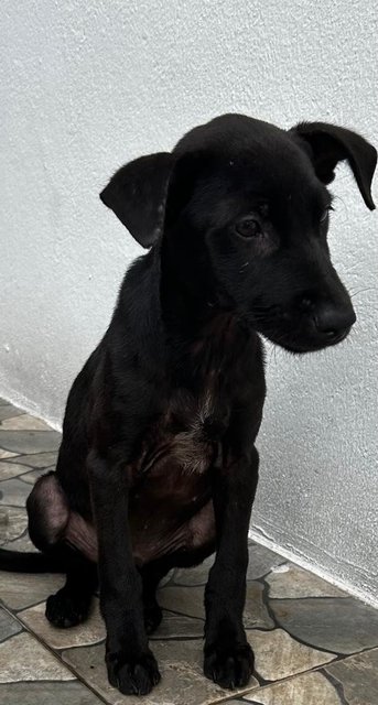 Male Labrador Mixed - Labrador Retriever Dog