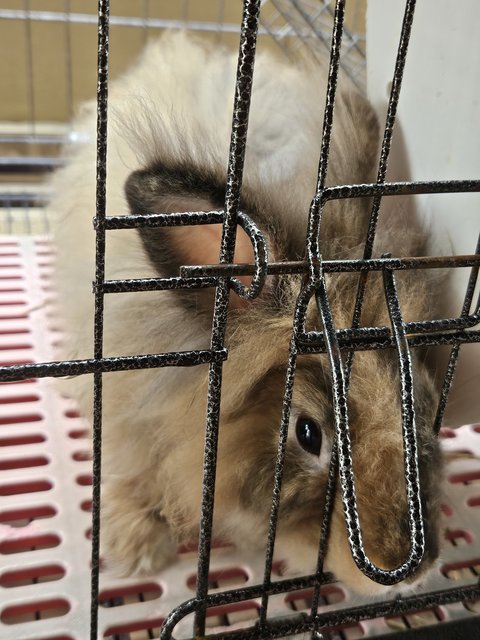 Chewie, Brownie, Poopie - Lionhead + Mini Rex Rabbit