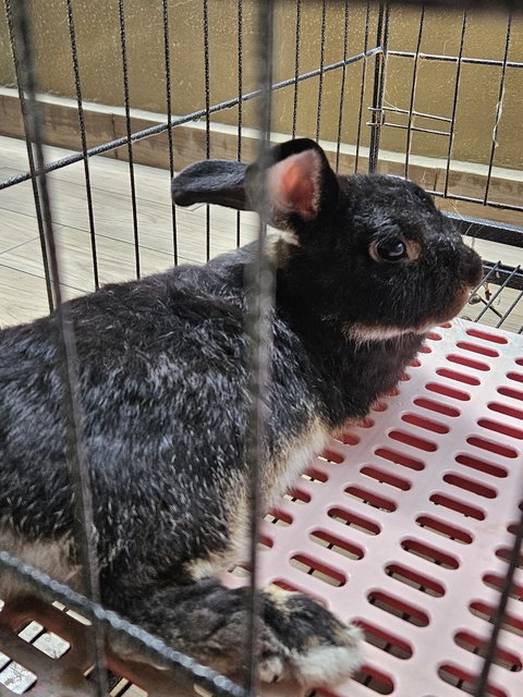 Chewie, Brownie, Poopie - Lionhead + Mini Rex Rabbit