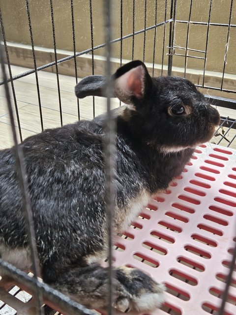 Chewie, Brownie, Poopie - Lionhead + Mini Rex Rabbit