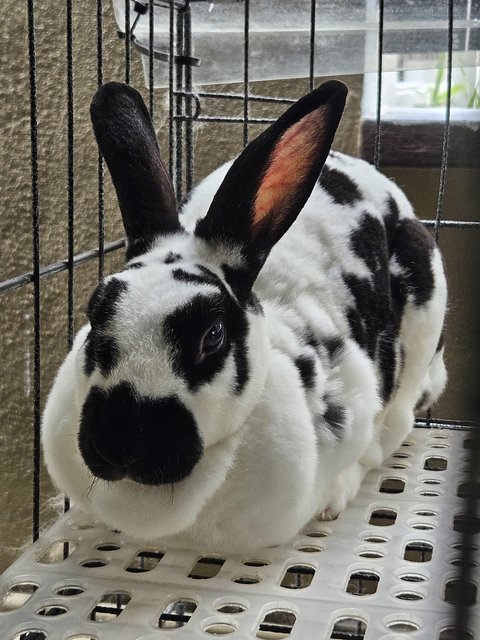 Chewie, Brownie, Poopie - Lionhead + Mini Rex Rabbit