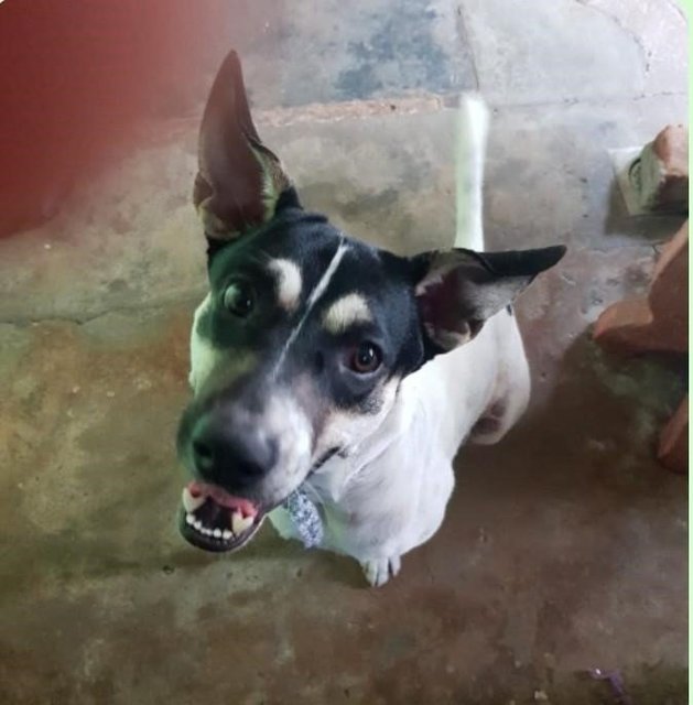 Rocky  - Dalmatian Mix Dog