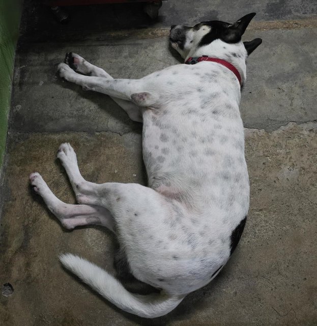 Rocky  - Dalmatian Mix Dog