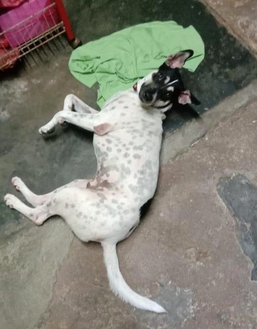 Rocky  - Dalmatian Mix Dog