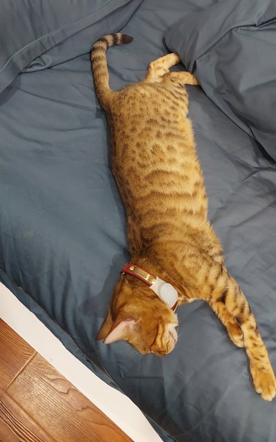 Amber Howarth - Bengal Cat