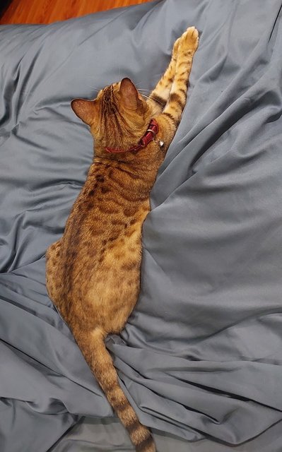 Amber Howarth - Bengal Cat