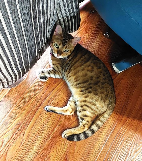 Amber Howarth - Bengal Cat