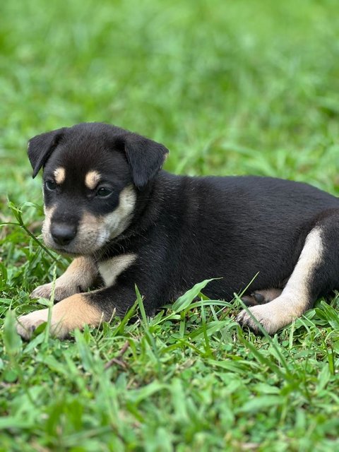 Many Kopi, Coffee And Tehc - Mixed Breed Dog