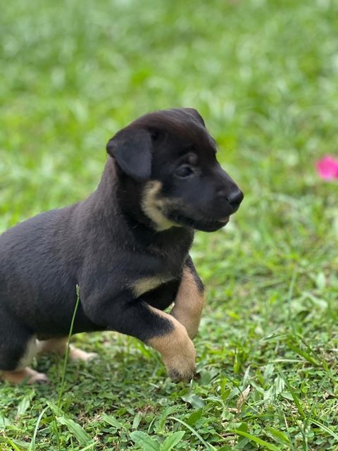 Many Kopi, Coffee And Tehc - Mixed Breed Dog