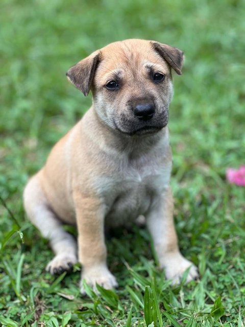 Many Kopi, Coffee And Tehc - Mixed Breed Dog