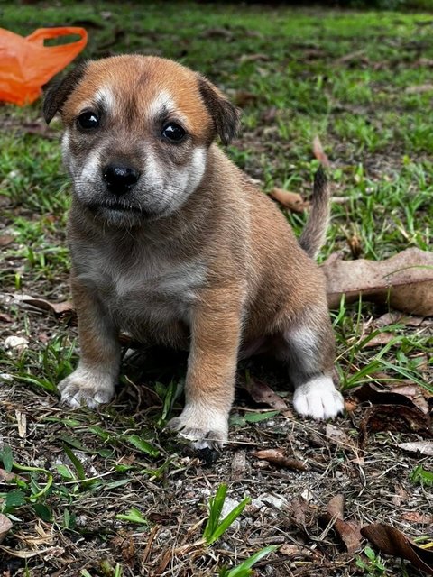 Many Kopi, Coffee And Tehc - Mixed Breed Dog