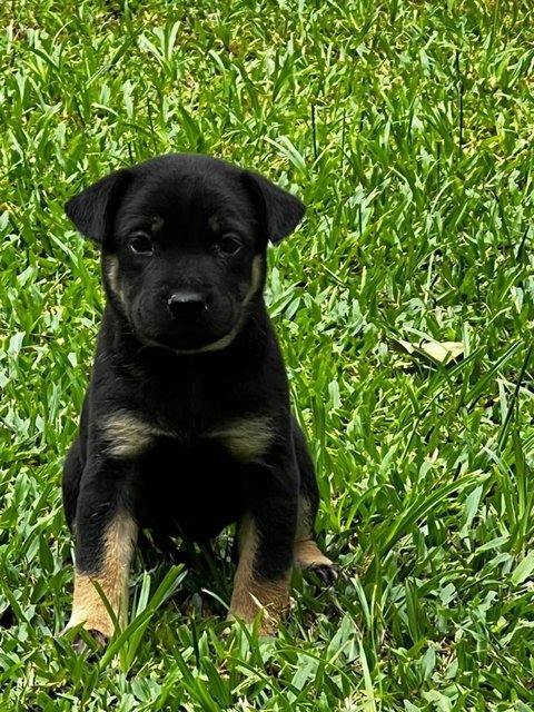 Many Kopi, Coffee And Tehc - Mixed Breed Dog