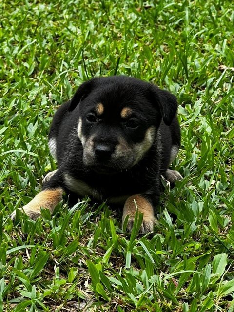 Many Kopi, Coffee And Tehc - Mixed Breed Dog