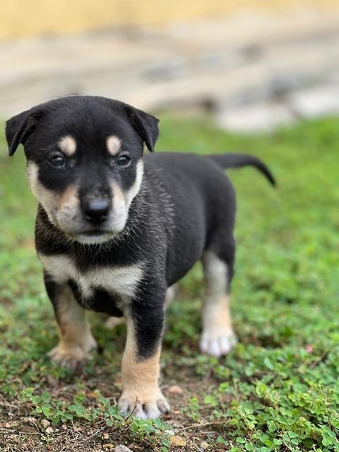 Many Kopi, Coffee And Tehc - Mixed Breed Dog