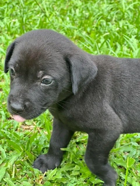 Many Kopi, Coffee And Tehc - Mixed Breed Dog