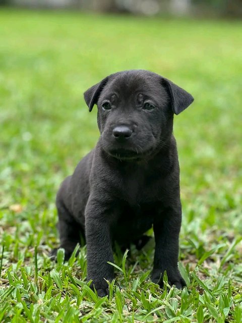 Many Kopi, Coffee And Tehc - Mixed Breed Dog