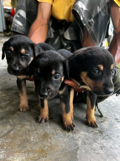 Many Kopi, Coffee And Tehc - Mixed Breed Dog