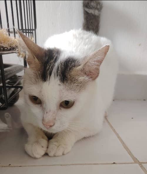 Lucia - In Penang  - Domestic Short Hair Cat