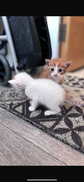 Kittens - Domestic Short Hair Cat